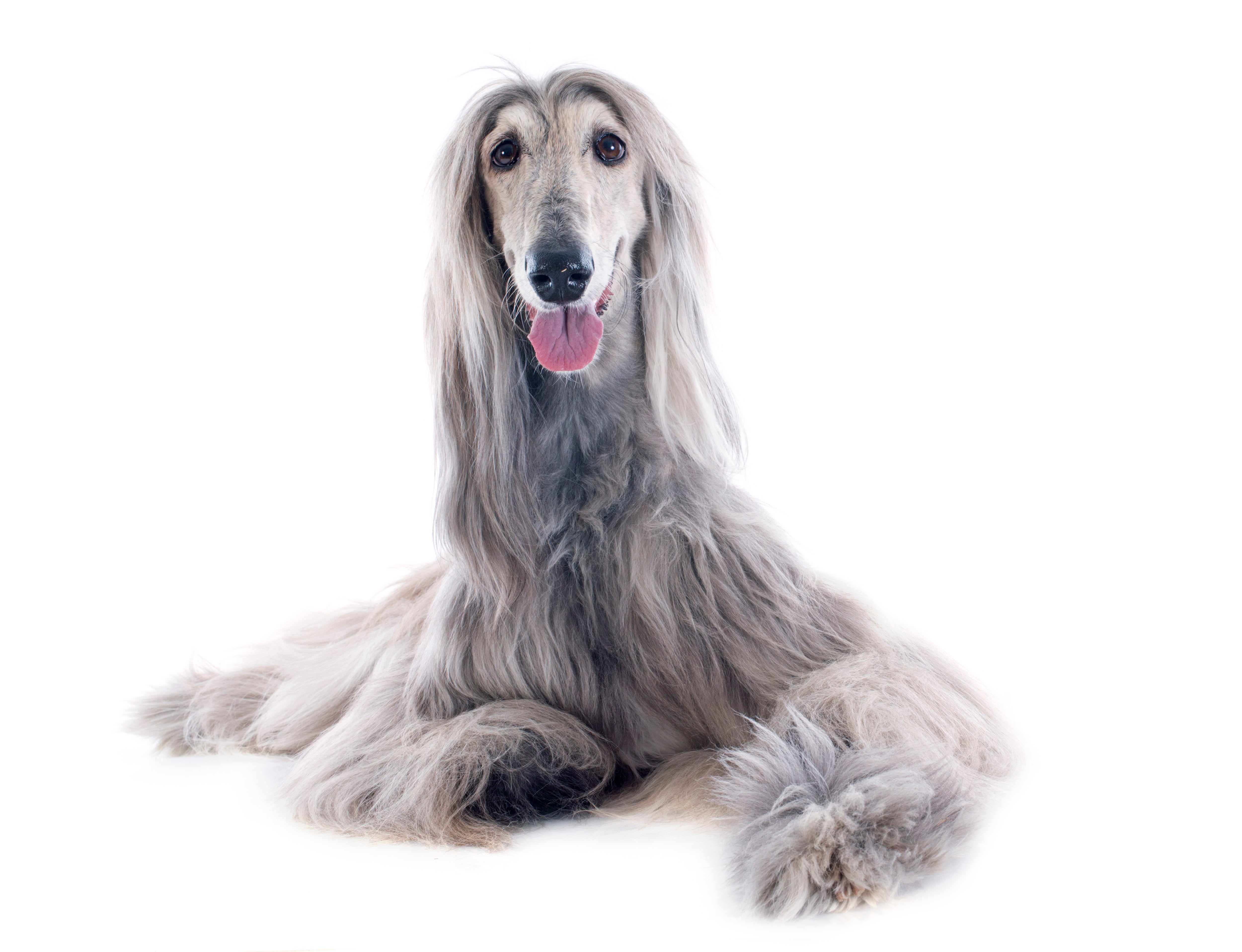 Silver Afghan Hound dog breed laying down with head up and one paw extended with white background
