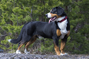 Entlebucher Mountain Dog