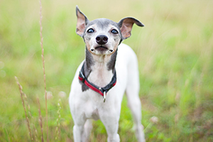 Japanese Terrier